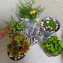 광명공판장 | 양재꽃시장 봄맞이 화분 구매 주차 영업시간 후기