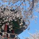 용스크림 | [일상] 4월 일상 (일본여행, 대전여행, 보드게임)