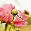 아침이슬 이미지