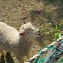 늘솔길공원양떼목장 이미지