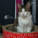 제리쿡 | 강아지건강식//강아지유기농간식 : 고양이 간식에도 좋은 &lt;제리쿡&gt; 후기