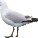 알바트로스 이미지