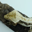 라피스게코 이미지