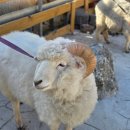 청해목장 이미지