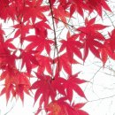 10월4일의 꽃은 '단풍나무' 이미지