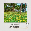 이문72 | 봄을 닮은 노란 풍경, 서산 유기방 가옥 수선화 만개(4월 후기)