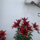 윤희네분식 - 관악구 보라매로3길 29 | 속초