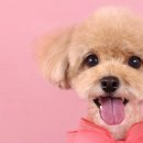 퀸펫살롱 이미지