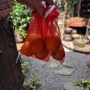 (주)중문티에스엘 | 제주여행 4일차 쇠소깍산물관광농원 서귀포유람선 중문국수나라 스타벅스 숙자네숟가락젓가락 망고데이...