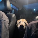 엔조이펫 | 서귀포 동홍동 펫앤조이에서 대형견 셀프 목욕 시키기 🐶