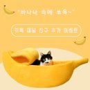 영캣 이미지