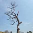 오순절평화의마을 희망의집 | [아산 여행] 시간이 멈춘 곳, 봄을 만나는 시간 여행 '외암민속마을' (Feat. 600년 느티나무)