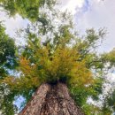 신정행정사 사무소 이미지