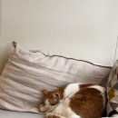 고고카페 이미지