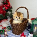 오독안심분양센터 강아지분양 고양이분양 대구점 이미지