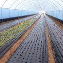 태인농장 이미지