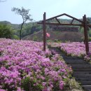 전북 남원 봉화산 철쭉산행 미리보기^^(5/13)확정^^ 이미지