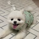 멍멍한상 이미지