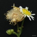 개망초- 한이 서려 있는 계란꽃 이미지