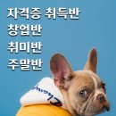 안산애견미용학원