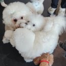 힐링독 반려견센터 이미지
