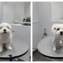 포메른 펫살롱 이미지