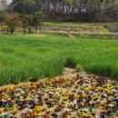 2025 회룡포 봄꽃축제 이미지