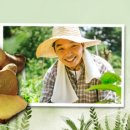 임실참울금 진성농장 이미지