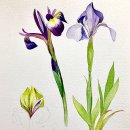 보타니컬아트(중급) 이미지