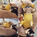 미사마이펫동물병원 이미지