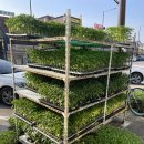 일동농약사 이미지