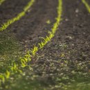 장부농장 이미지