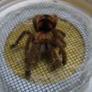 뉴페이스 이미지