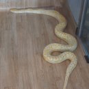 파충류카페 비비안 이미지