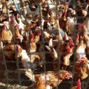 알이랑농장 이미지