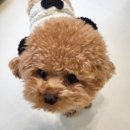 포퍼피(FOR PUPPY) 이미지