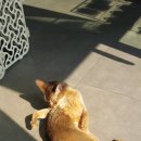 송도건국동물병원 이미지