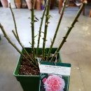 커피숍 해밀 이미지