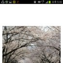 벚꽃 특별산행(쌍계사) 이미지