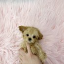 내품안의반려견 은평점 이미지