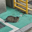 60계치킨 여의도점 | 한강 종류별로 다간다~! | 잠원, 여의도 한강공원, 페퍼로니 더블 피자 버거, 60계치킨 쯔란윙봉 후기