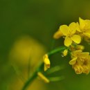 삼동초등학교 이미지