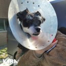 카라동물병원 이미지