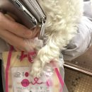 봄날동물의료센터 이미지