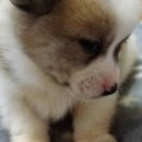 사라 양한방 동물병원 이미지