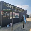 [제주도 가족여행] 제주 하모 돌고래투어 후기