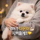 러브펫 | 강아지 눈물 줄이는 방법｜러브펫 아이즈 먹이고 달라진 점