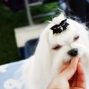 Blue dog club 이미지