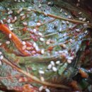 깻잎,노각,깻잎순, 콩나물~ 이미지