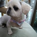 착한애견미용 이미지